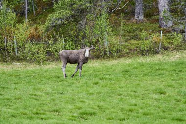 İskandinav geyiği boynuzlarıyla bir çayırda duruyor ve Norveç, İskandinavya 'da bir ormanın kenarında graning yapıyor..