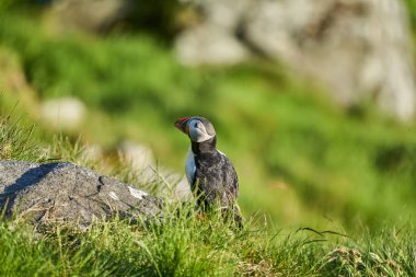 Şirin ve sevimli martı deniz kuşu, kardeş, Runde Adası 'ndaki yüksek uçurumlarda üreyen bir kolonide oturuyor. Norveç' in kuzey Atlantik Okyanusu 'nun kıyısındaki kuşları izlemek için popüler bir turizm merkezi..