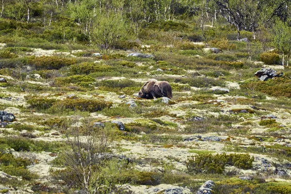 Muskox, Ovibos Moschatus, Norveç 'in dağlık bölgelerindeki güvercin reçelinin subartik tundra manzarasında duruyor.