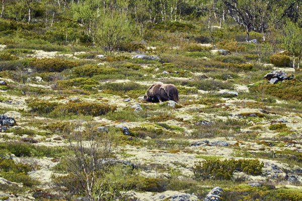 Muskox, Ovibos moschatus, standing in the subarctic tundra landscape of dovrefjell in the highlands of Norway