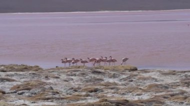 Laguna Colorada 'nın renkli tuzlu suyunda toplanan bir grup pembe flamingo, Bolivya And Dağları' ndaki Altiplano 'nun yüksek irtifasındaki Uyuni Salf Düzlüğü gezisinde popüler bir durak..