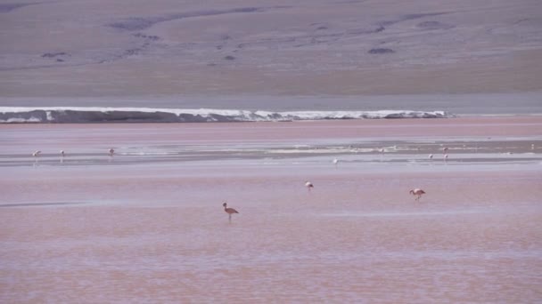 Grupo Flamencos Rosados Reunidos Colorido Agua Salina Laguna Colorada Una — Vídeo de stock