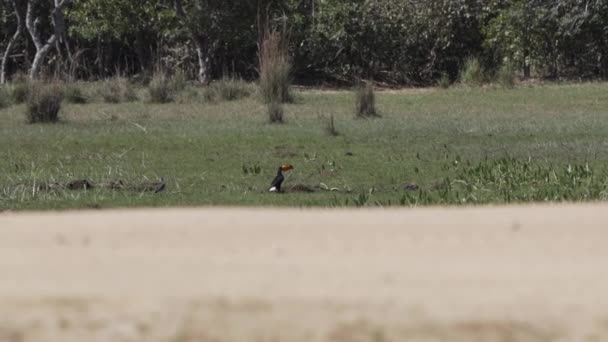 Toco Tukan Ramphastos Toco Żerujący Łące Farmie Bydła Bagnach Pantanalu — Wideo stockowe