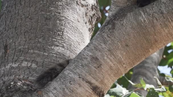 在巴西潘塔纳尔沼泽地的一片茂密的热带树梢上 南美洲的科蒂Nasua Nasua也环绕着尾巴科蒂 悠闲自在地躺着 — 图库视频影像