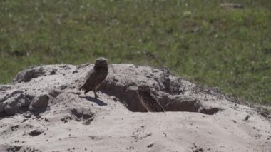 Yuvalanan baykuş, Athene cunicularia da Shoco, ininin önünde yerde oturuyor ve Brezilya 'daki Pantanal bataklık bölgesini dikkatle izliyor..
