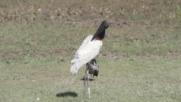 Jabiru Jabiru Mycteria Largest Stork Species Native South Central America — Stock Video