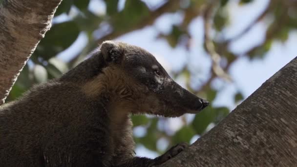 南米のコアティ ナスアナスアはまた ブラジルのパンタナールの沼地地域の厚い熱帯木の枝でリラックスして 尾張されたコアティを鳴らした — ストック動画