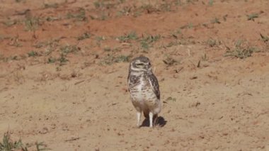Yuvalanan baykuş, Athene cunicularia da Shoco, ininin önünde yerde oturuyor ve Brezilya 'daki Pantanal bataklık bölgesini dikkatle izliyor..