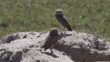 Yuvalanan baykuş, Athene cunicularia da Shoco, ininin önünde yerde oturuyor ve Brezilya 'daki Pantanal bataklık bölgesini dikkatle izliyor..
