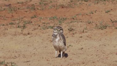 Yuvalanan baykuş, Athene cunicularia da Shoco, ininin önünde yerde oturuyor ve Brezilya 'daki Pantanal bataklık bölgesini dikkatle izliyor..
