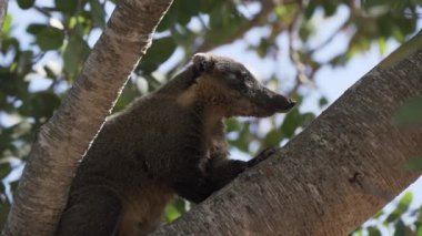 Güney Amerika koati, Nasua Nasua da halka kuyruklu koati, Brezilya 'da Pantanal' ın bataklık bölgesinde kalın bir tropik ağaç dalında dinleniyor.