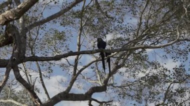güzel mavi sümbül papağanı, Anodorhynchus sümbül, Pantanal 'ın ağaçlarından tırmanıyor, dünyanın en büyük bataklık bölgesi, transspanira yolu boyunca Brezilya' daki Porto Jofre 'ye doğru..