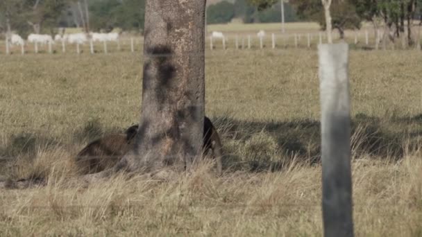 背中に赤ん坊を抱えている巨大な前身の母親 ミルメコファガ トリダクティラは パンタナールの農場の牧場の影を歩いています ミルメカガ トリダカティラ 中央および南アメリカ原産のアリクマ — ストック動画