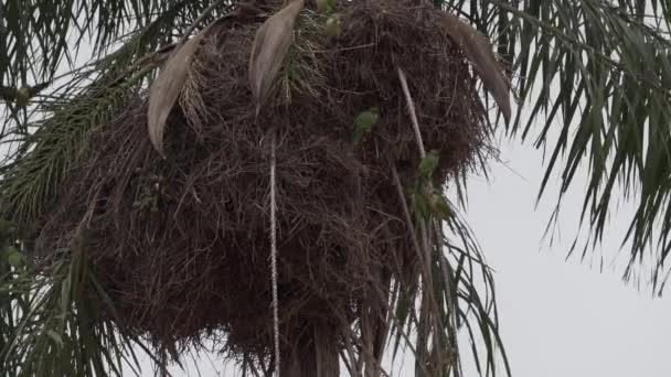 僧人鹦鹉的繁殖地 Myiopsitta Monachus 也是在巴西潘塔纳纳湿地沼泽中的热带树旁的贵格会鹦鹉群中的群居巢中繁殖的 — 图库视频影像