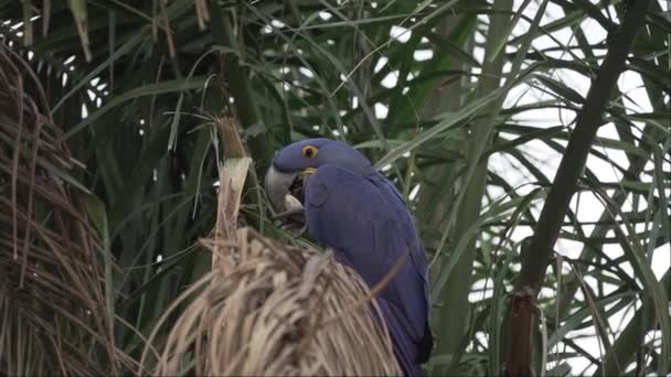 Güzel Mavi Sümbül Papağanı Anodorhynchus Sümbül Pantanal Ağaçlarından Tırmanıyor Dünyanın — Stok video
