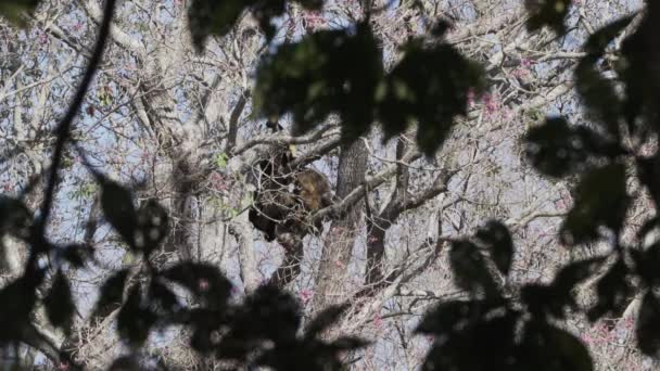 Maimuțele Howler Alouatta Urcând Prin Baldachinul Copacilor Din Zona Mlaștinilor — Videoclip de stoc