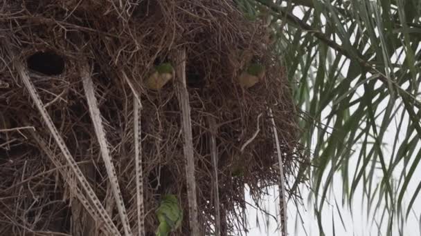Keşiş Papağan Kolonisi Myiopsitta Monachus Brezilya Nın Pantanal Sulak Alanlarının — Stok video