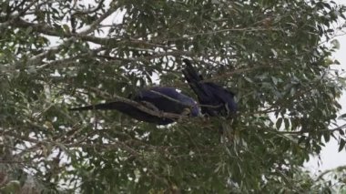 güzel mavi sümbül papağanı, Anodorhynchus sümbül, Pantanal 'ın ağaçlarından tırmanıyor, dünyanın en büyük bataklık bölgesi, transspanira yolu boyunca Brezilya' daki Porto Jofre 'ye doğru..