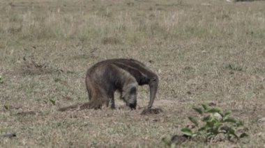 Güney Pantanal 'daki bir çiftliğin çayırında yürüyen dev bir karıncayiyen. Myrmecophaga tridactyla, Orta ve Güney Amerika 'da yaşayan böceksi bir memelidir..