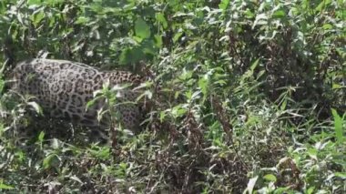 Jaguar, Panthera onca, Amerika 'nın yerlisi, dünyanın en büyük bataklık bölgesi olan Pantanl nehri boyunca avlanan, Brezilya' nın Porto Jofre kentindeki Transpantaneira yakınlarında yaşayan yalnız bir kedi..