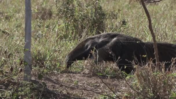 Raksasa Anteater Berjalan Padang Rumput Dari Sebuah Peternakan Selatan Pantanal — Stok Video