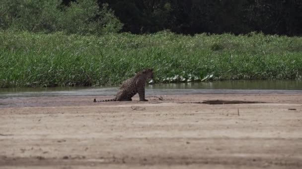 Jaguar Panthera Onca Wielki Samotny Kot Pochodzący Ameryki Polujący Wzdłuż — Wideo stockowe