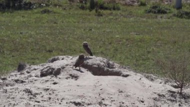 Yuvalanan baykuş, Athene cunicularia da Shoco, ininin önünde yerde oturuyor ve Brezilya 'daki Pantanal bataklık bölgesini dikkatle izliyor..