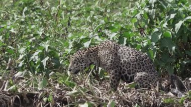 Jaguar, Panthera onca, Amerika 'nın yerlisi, dünyanın en büyük bataklık bölgesi olan Pantanl nehri boyunca avlanan, Brezilya' nın Porto Jofre kentindeki Transpantaneira yakınlarında yaşayan yalnız bir kedi..