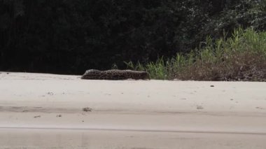 Yaralı erkek Jaguar, Panthera onca, Amerika 'ya özgü büyük yalnız bir kedi, dünyanın en büyük bataklık bölgesi olan Pantanl nehrinin kıyısında, Transpanira yakınlarında, Porto Jofre Brazil.