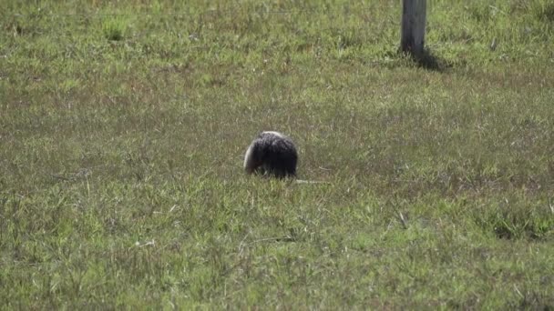 Tamandua Selatan Tamandua Tetradactyla Juga Berkerah Anteater Atau Anteater Rendah — Stok Video