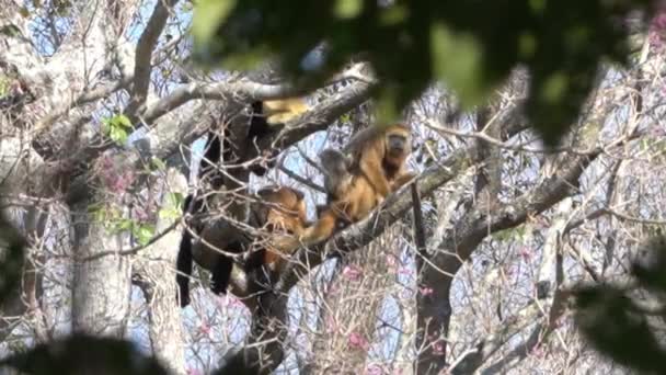 Хаулерські Мавпи Алуата Пролітають Крізь Навіс Тематичних Дерев Болоті Пантанал — стокове відео
