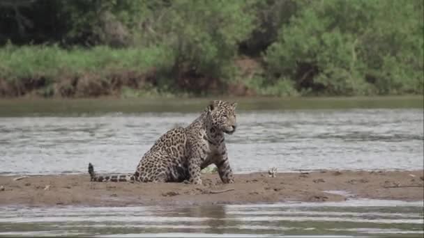 Jaguar Panthera Onca Wielki Samotny Kot Pochodzący Ameryki Polujący Wzdłuż — Wideo stockowe