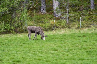 İskandinav geyiği boynuzlarıyla bir çayırda duruyor ve Norveç, İskandinavya 'da bir ormanın kenarında graning yapıyor..