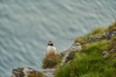 Şirin ve sevimli martı deniz kuşu, kardeş, Runde Adası 'ndaki yüksek uçurumlarda üreyen bir kolonide oturuyor. Norveç' in kuzey Atlantik Okyanusu 'nun kıyısındaki kuşları izlemek için popüler bir turizm merkezi..