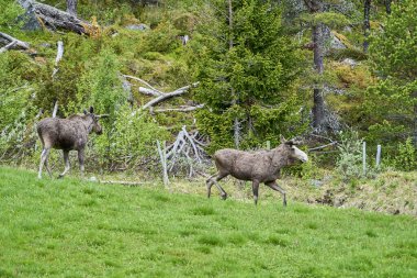 İskandinav geyiği boynuzlarıyla bir çayırda duruyor ve Norveç, İskandinavya 'da bir ormanın kenarında graning yapıyor..