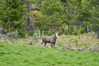 İskandinav geyiği boynuzlarıyla bir çayırda duruyor ve Norveç, İskandinavya 'da bir ormanın kenarında graning yapıyor..