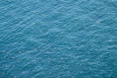 Şirin ve sevimli martı deniz kuşu, kardeş, Runde Adası 'ndaki yüksek bir uçurumdan uçuyor, Norveç' in kuzey Atlantik Okyanusu 'nun kıyısındaki kuşları izlemek için popüler bir turistik bölge..