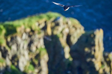 Şirin ve sevimli martı deniz kuşu, kardeş, Runde Adası 'ndaki yüksek bir uçurumdan uçuyor, Norveç' in kuzey Atlantik Okyanusu 'nun kıyısındaki kuşları izlemek için popüler bir turistik bölge..