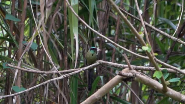 在哥伦比亚的沙丁鱼热带雨林里 一只五彩斑斓的斑鸠坐在树枝上 吃着一条鱼 — 图库视频影像