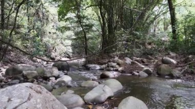 Kolombiya 'nın tropikal kıyıları boyunca And Dağları' ndaki Sierra Nevada de Santa Marta 'da Minca yakınlarındaki tropikal yağmur ormanlarındaki küçük bir nehrin akıntıları..