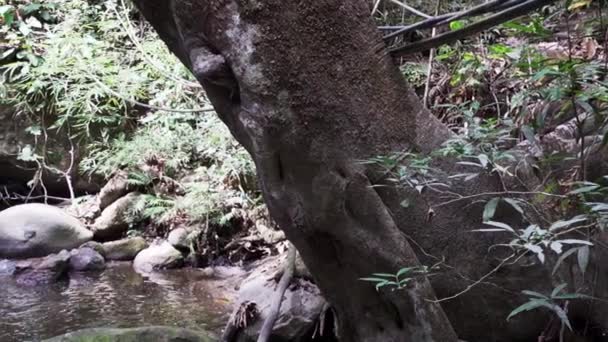 哥伦比亚热带海岸安第斯山脉内华达山脉附近的Minca附近热带雨林中的一条小河的急流 — 图库视频影像