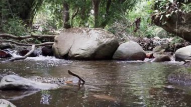 Kolombiya 'nın tropikal kıyıları boyunca And Dağları' ndaki Sierra Nevada de Santa Marta 'da Minca yakınlarındaki tropikal yağmur ormanlarındaki küçük bir nehrin akıntıları..