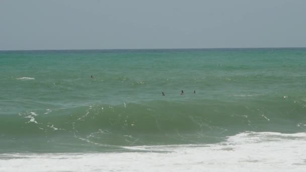 Pelicans Flying White Sand Beach Tayrona National Park Tropical Coast — Stock Video