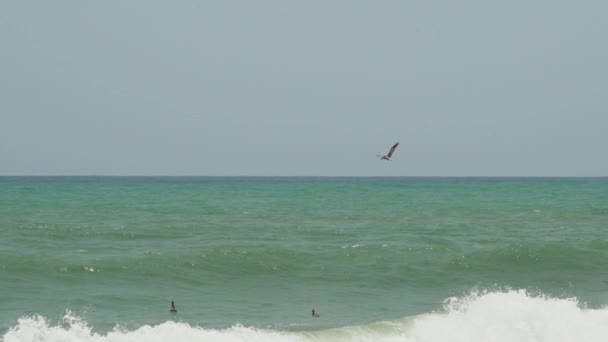 Pelicanos Voando Longo Praia Areia Branca Perto Parque Nacional Tayrona — Vídeo de Stock