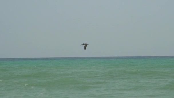 Пеликаны Летящие Вдоль Белого Песчаного Пляжа Рядом Национальным Парком Тайрона — стоковое видео