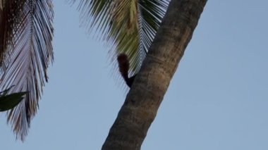 Kolombiya 'nın Karayipleri' ndeki Atlantik Okyanusu 'nun tropikal kıyısı boyunca Tayrona Ulusal Parkı yakınlarındaki bir palmiye ağacına tırmanan sevimli sincap..