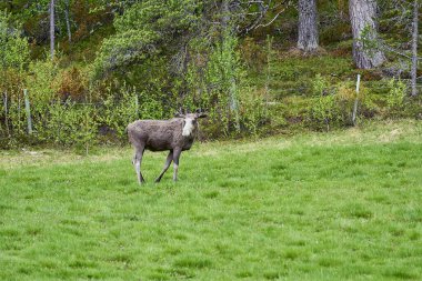 İskandinav geyiği boynuzlarıyla bir çayırda duruyor ve Norveç, İskandinavya 'da bir ormanın kenarında graning yapıyor..