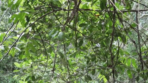 Ljusreflektioner Över Krontaket Längs Cuyabeno Floden Den Tropiska Regnskogen Amazonas — Stockvideo