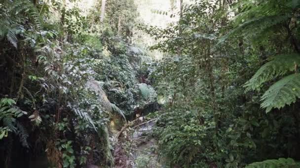 Pequeno Rio Longo Uma Trilha Caminhada Parque Nacional Podocarpus Nos — Vídeo de Stock