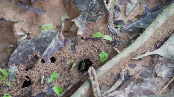 Μυρμήγκια Κοπής Φύλλων Σέρνονται Πάνω Από Έδαφος Του Τροπικού Δάσους — Αρχείο Βίντεο